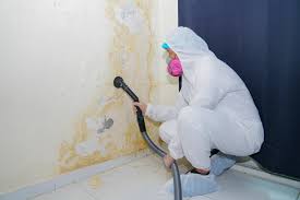 Why You Should Choose Our Mold Remediation Services in Evans, GA